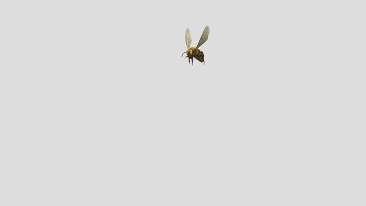 Bee 3D Model