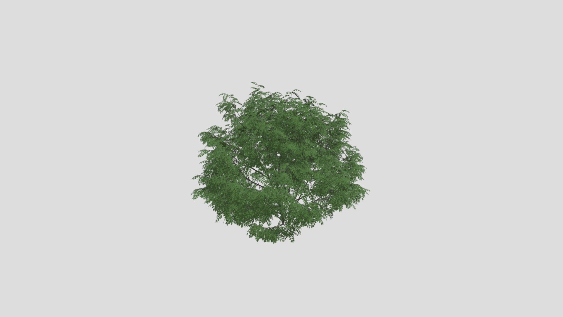 Plant 14 AM204 Archmodel - Buy Royalty Free 3D model by Evermotion ...