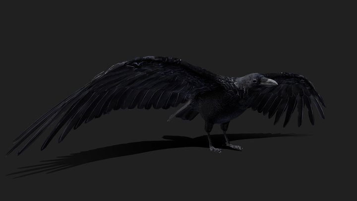 Realistic Crow 3D Model 3D Model