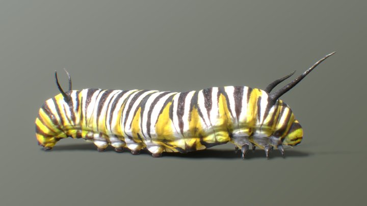 Monarch Butterfly Caterpillar 3D Model