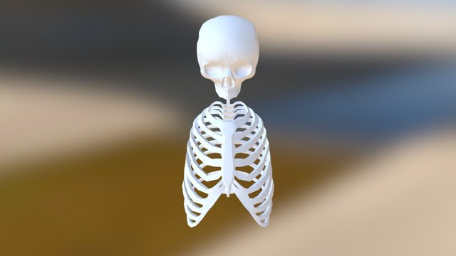 Base Mesh Body 3D Model