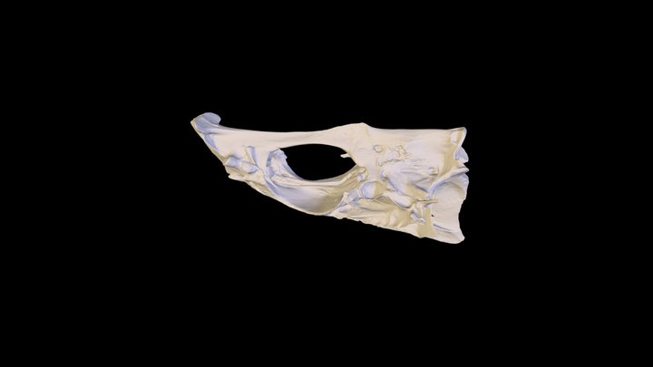 Justin Abonce Neurocranium of unknown grouper 3D Model