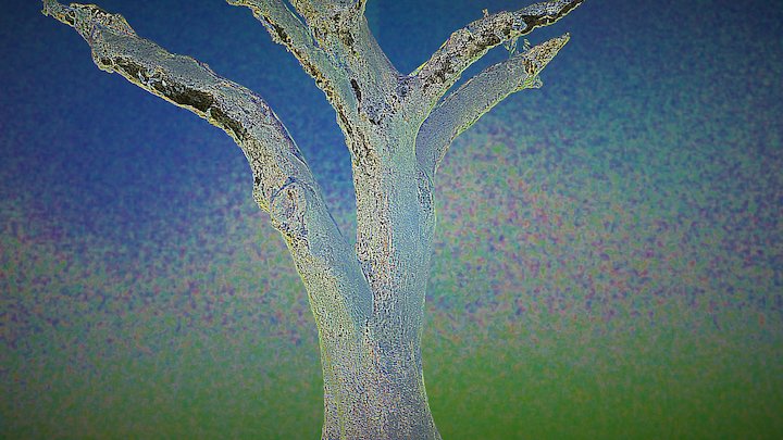 California Live Oak Tree 3D Model