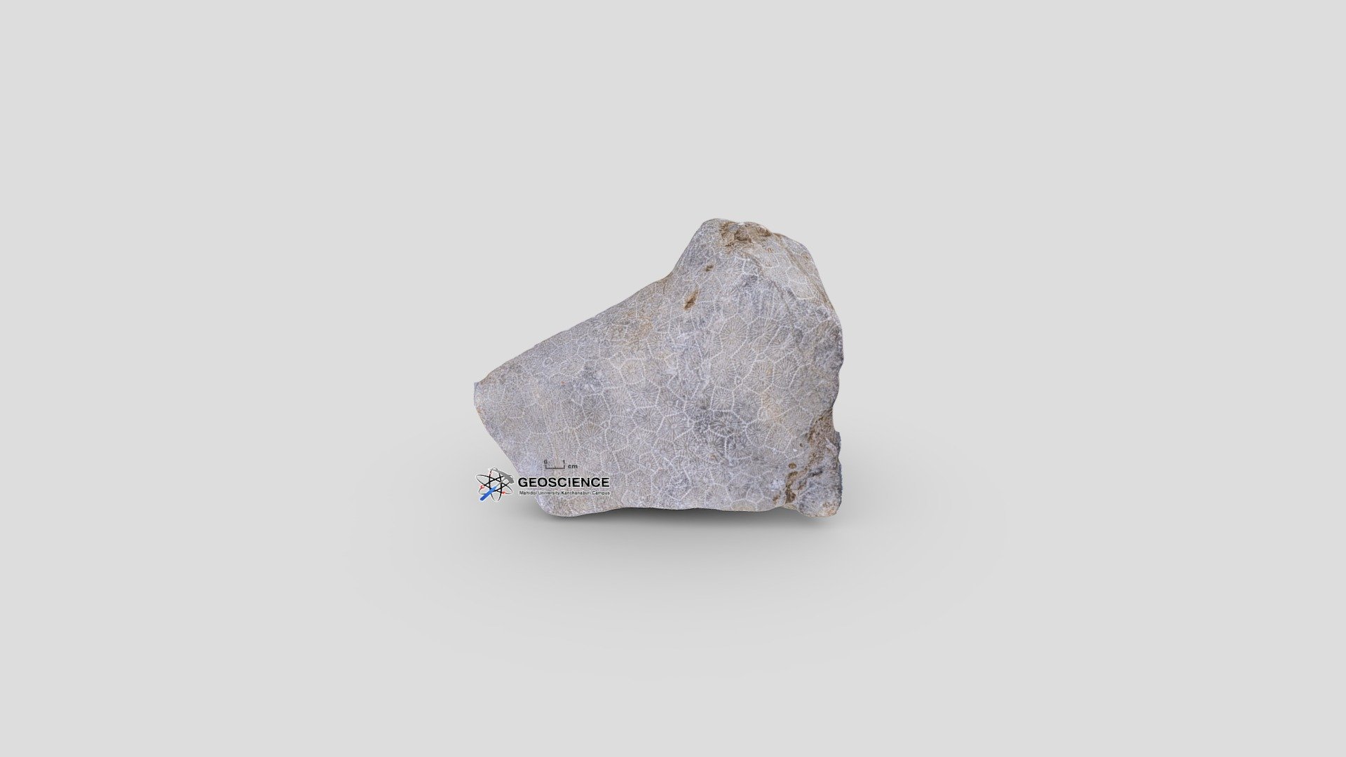 Rugose coral