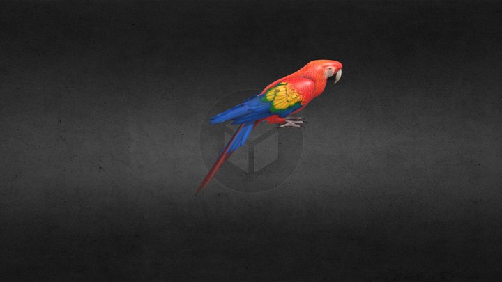 Guacamaya Parrot 3D Model