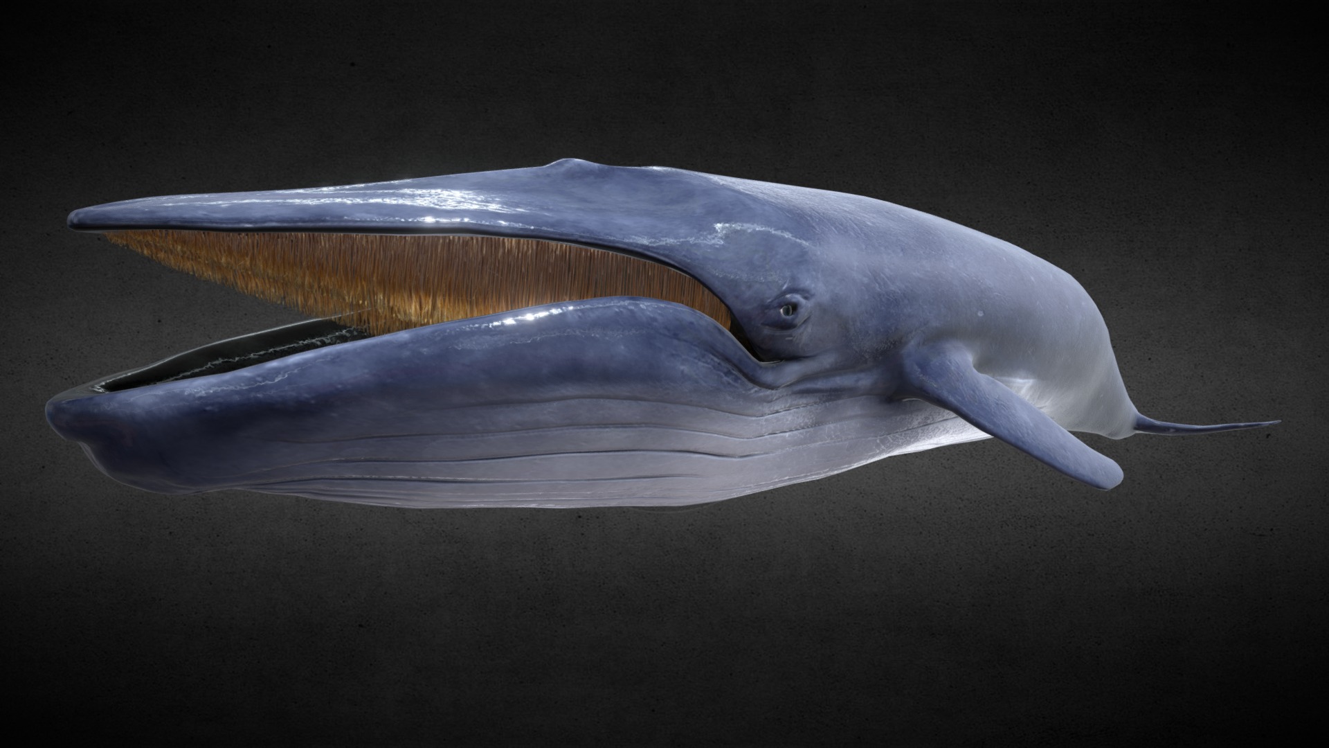 blue whale mouth