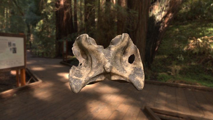 Deer Atlas 3D Model