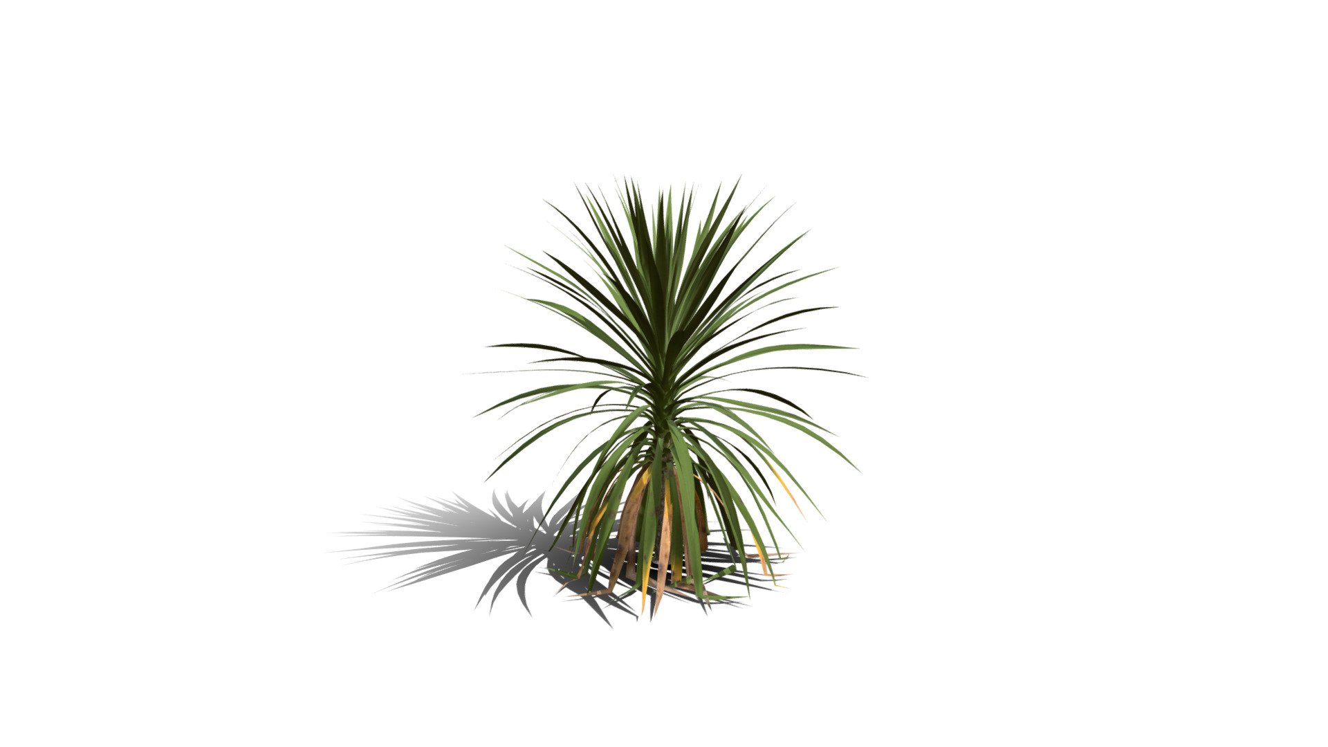 Realistic HD Cabbage tree (26/50) - Download Free 3D model by ...