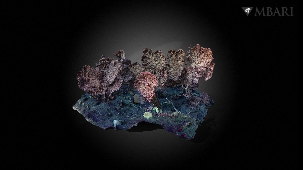 Deep-sea corals