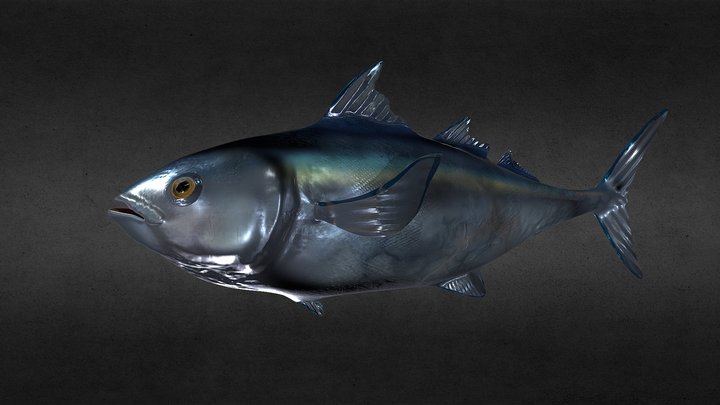 Bluefin Tuna 3D Model