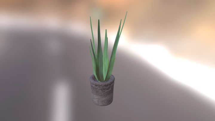 Aloe Vera Plant 3D Model