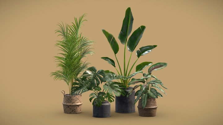 Indoor Plants Pack 29 3D Model