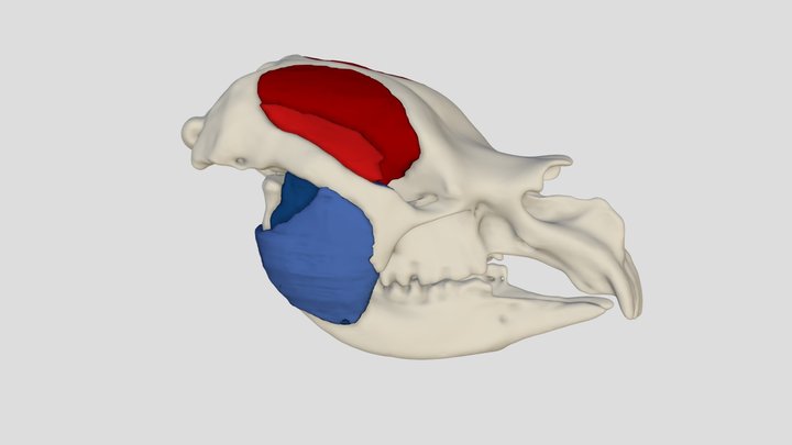 Diprotodon skull with jaw muscles 3D Model
