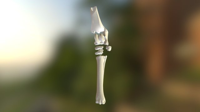 tarsus expanded 3D Model