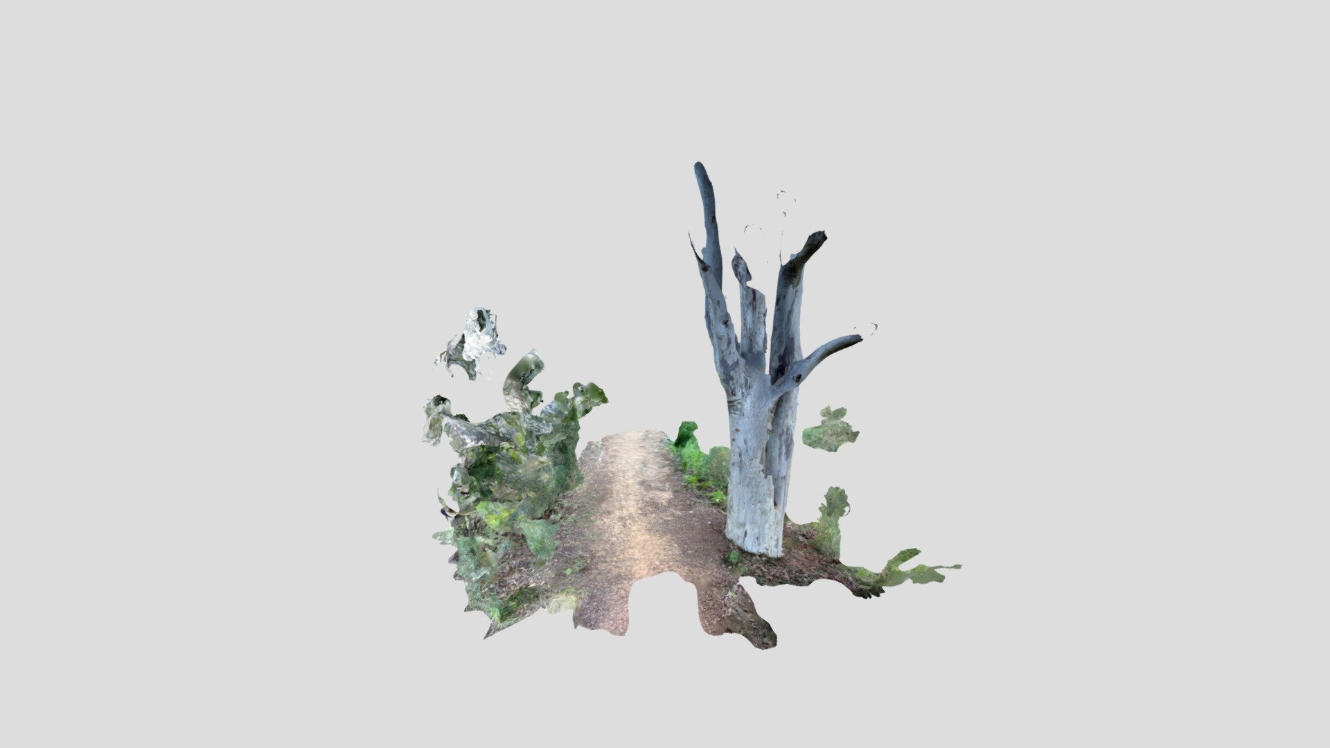 Dryandra tree scan v1