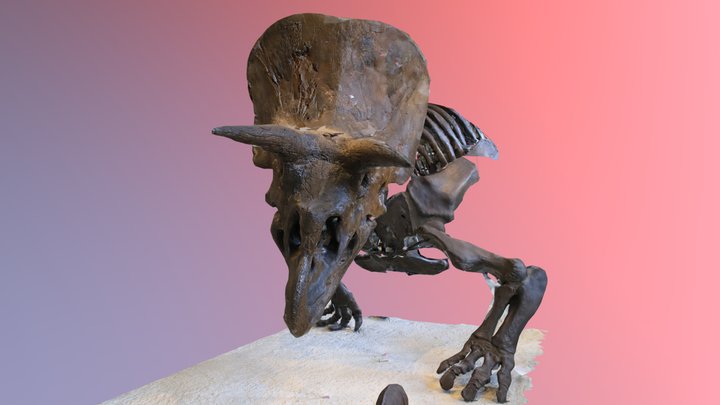 Triceratops LP 3D Model