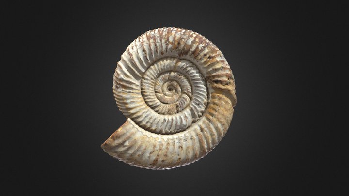 Ammonite fossil 3D Model