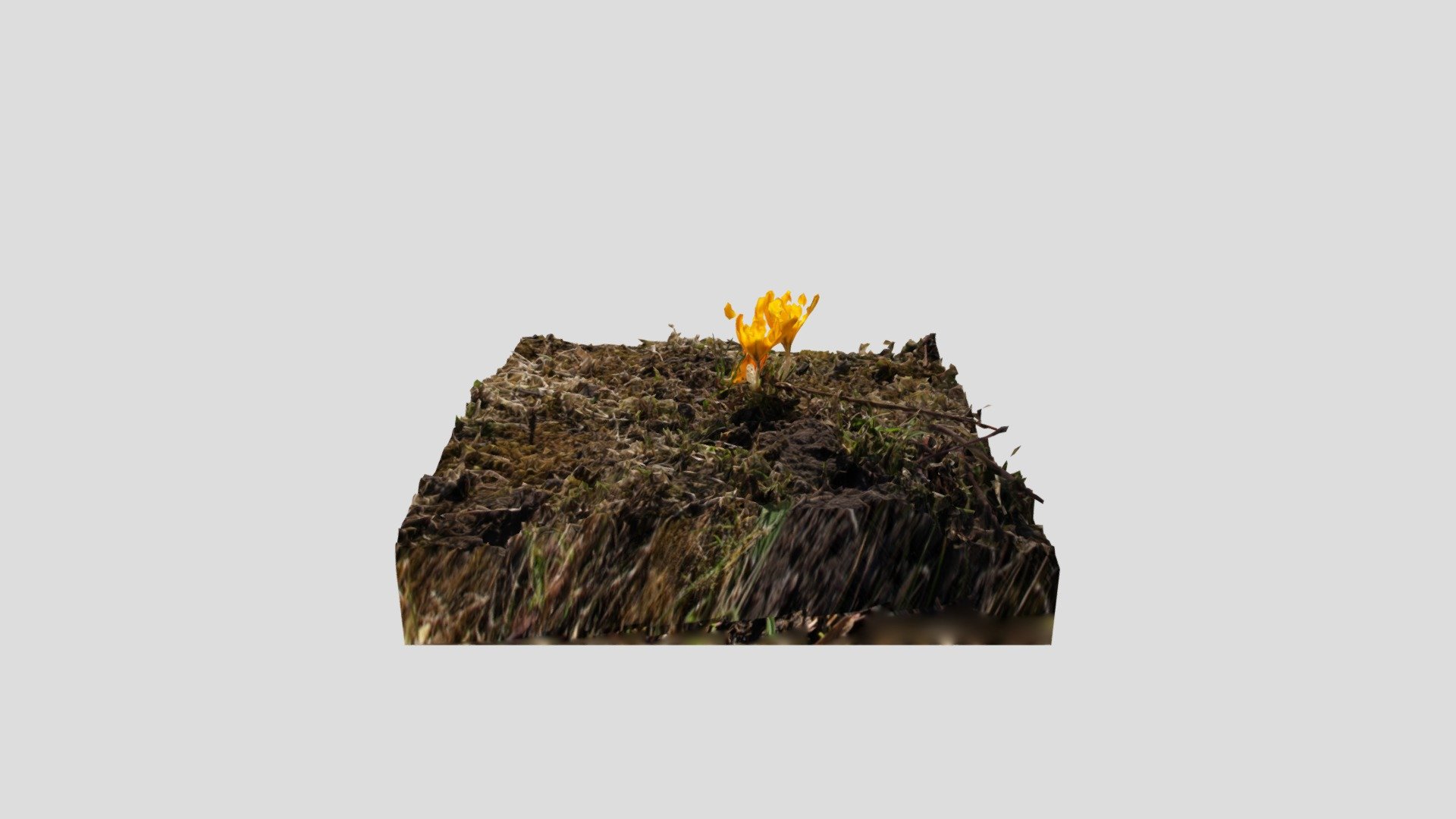 Flower_Yellow_50K_Joel_Koeber