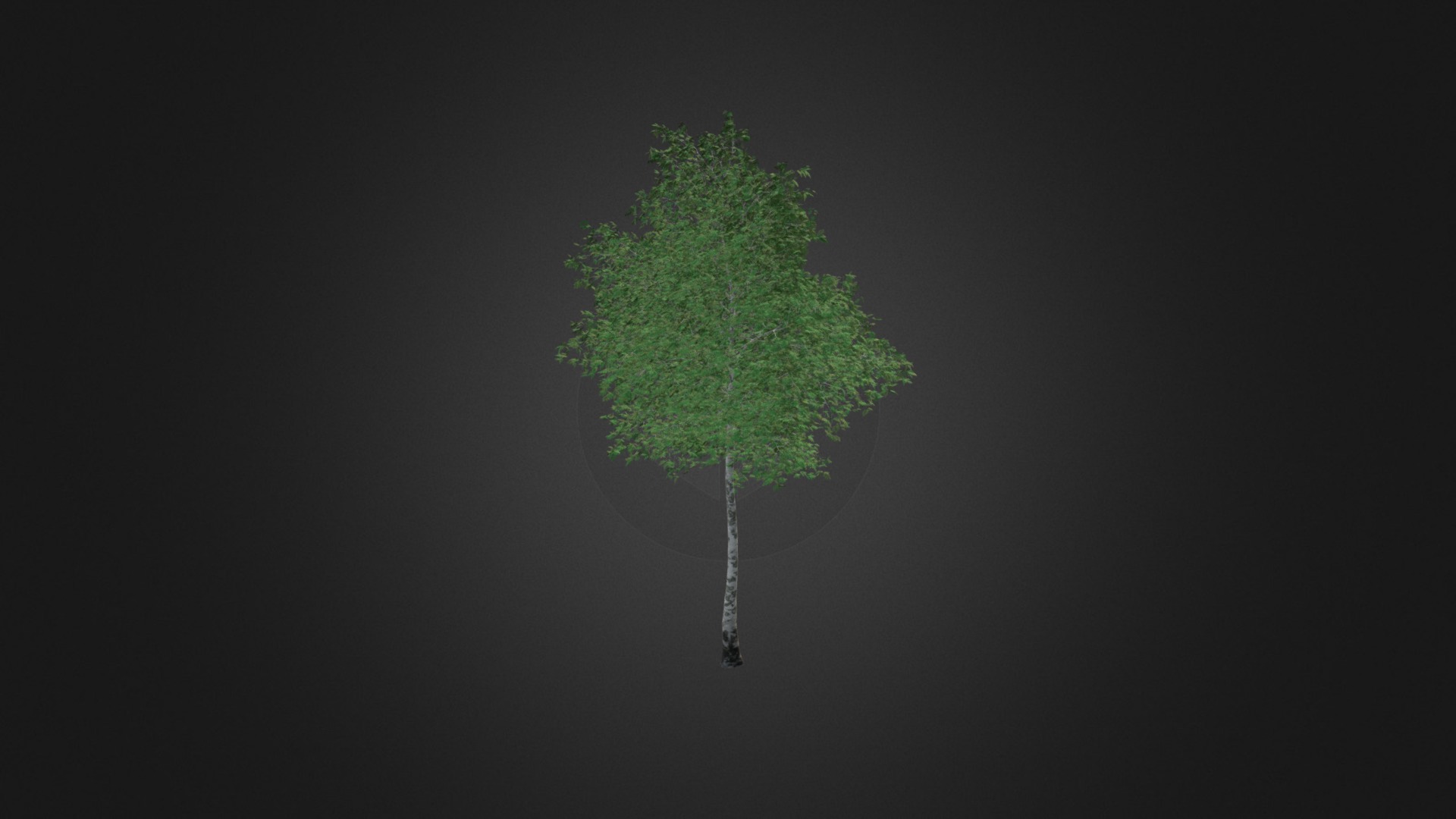 3D model Silver Birch (Betula pendula) 14.8m - This is a 3D model of the Silver Birch (Betula pendula) 14.8m. The 3D model is about map.