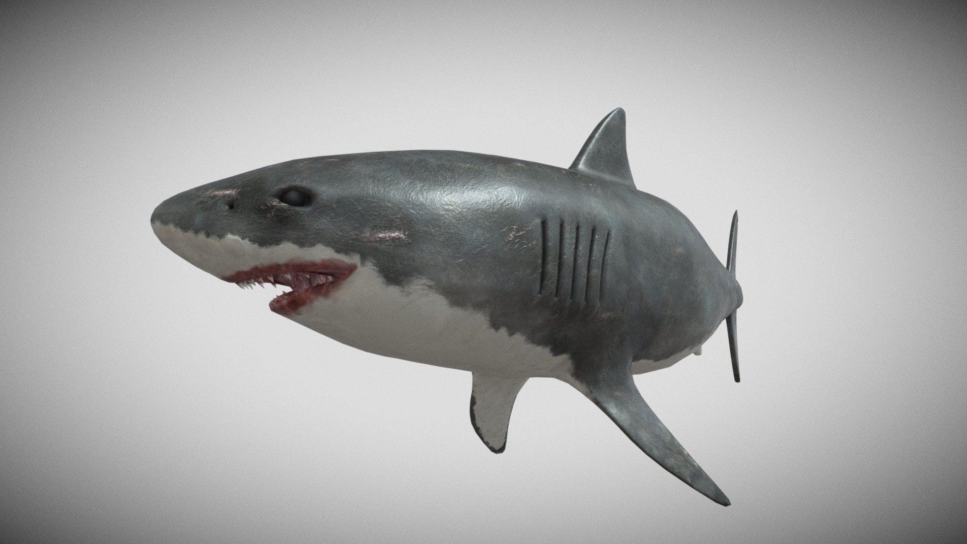 3D model Great White Shark - Game Ready VR / AR / low-poly rigged animated