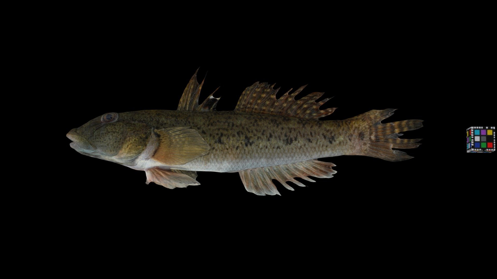 ミナミハゼ Ocellated River Goby, Awaous ocellaris