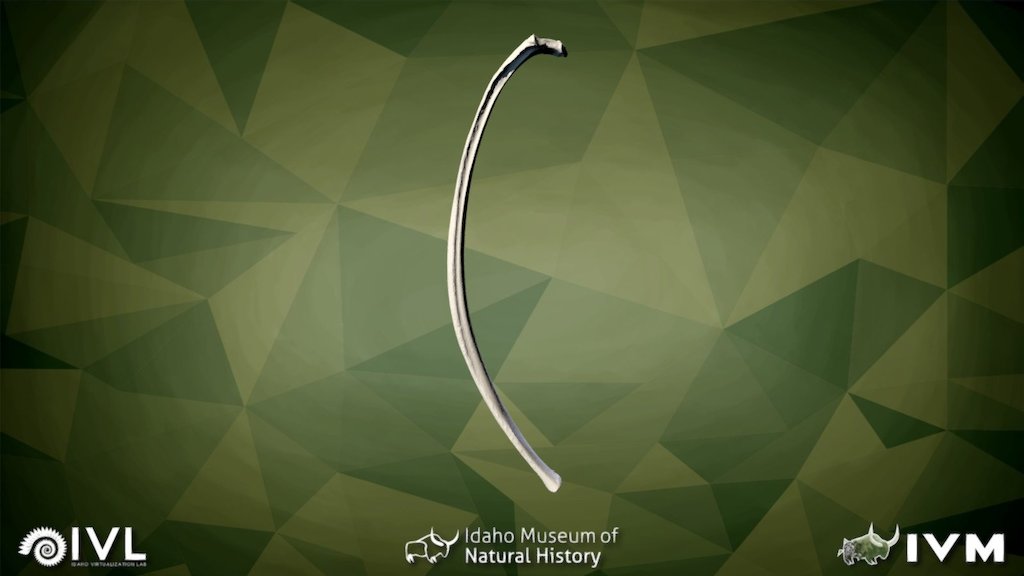 IMNH-48001-1494-Left Rib-10