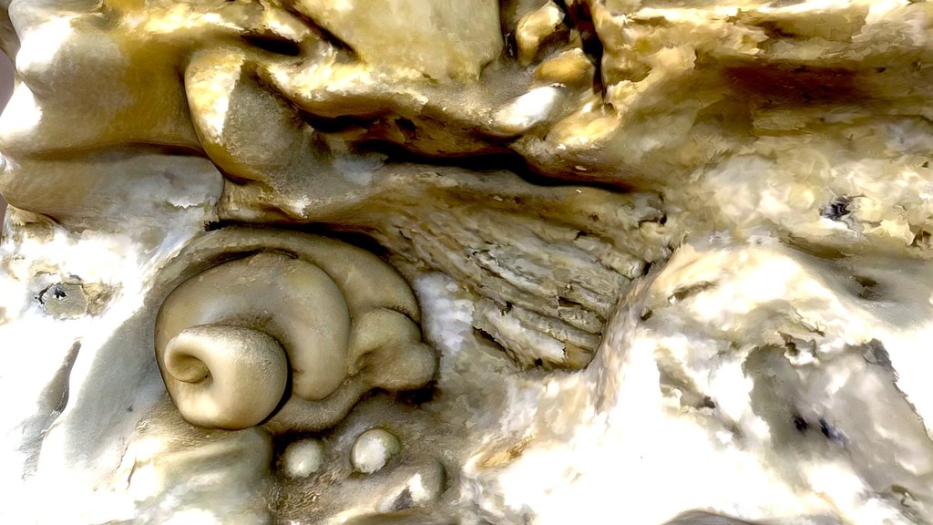 Ammonite in Limestone