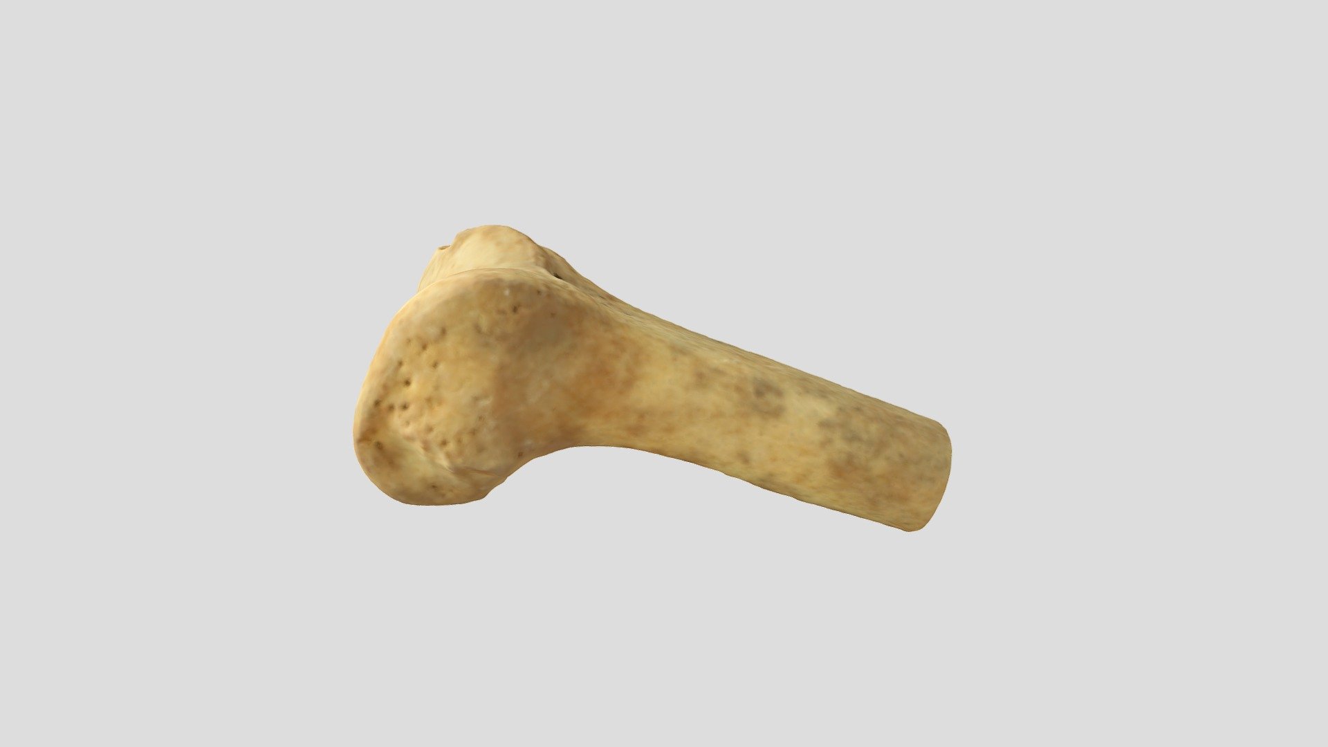Qasr Hallabat Cistern Femur 1