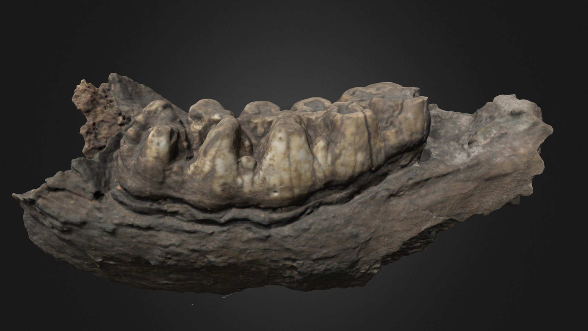 Mandibula Model 1000k - 3D model by previtus [346a72a] - Sketchfab