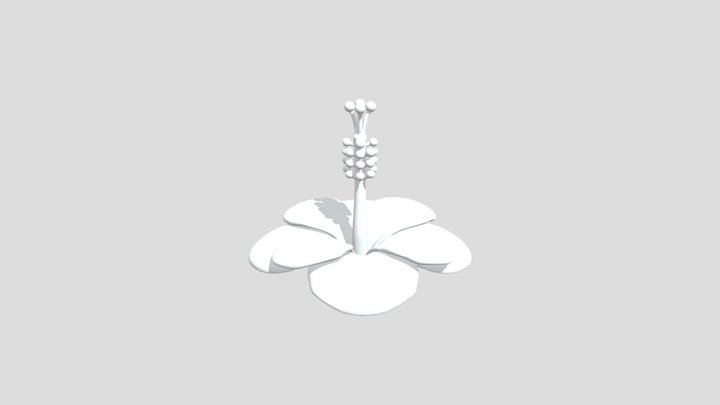 Hibiscus Blossom Illustration 3D Model