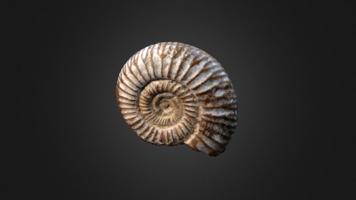 Katroliceras 3D Model