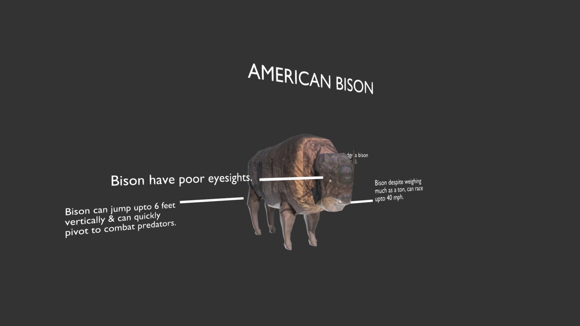 Bison