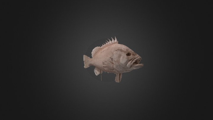 Epinephelus IR 3D Model