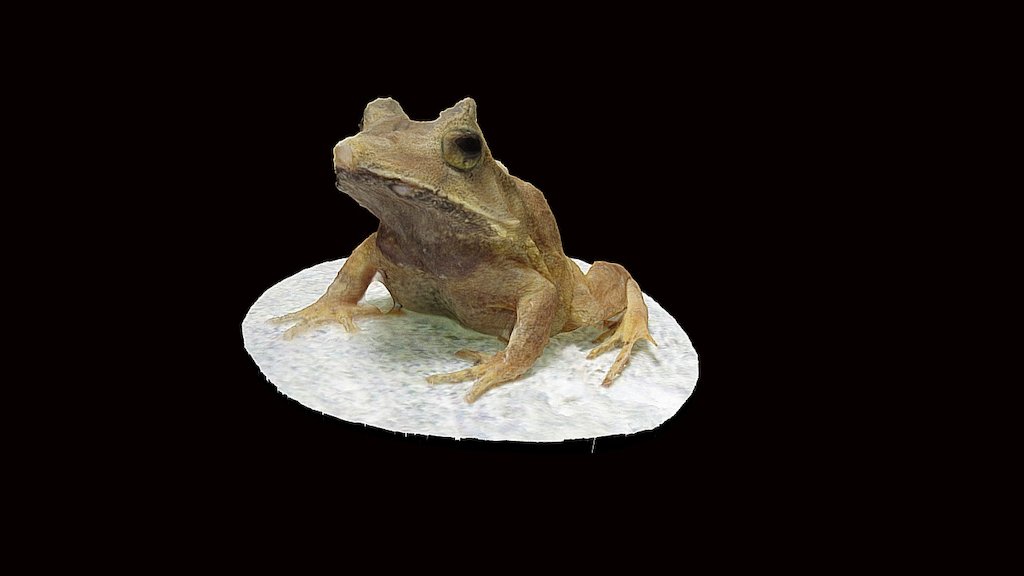Model 26 - Solomon Island Leaf Frog