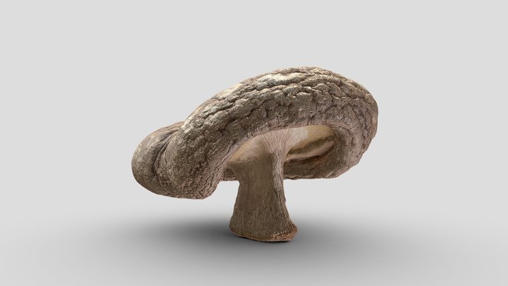 Dried Shiitake Mushroom Scan 01 | Retopologized 3D Model