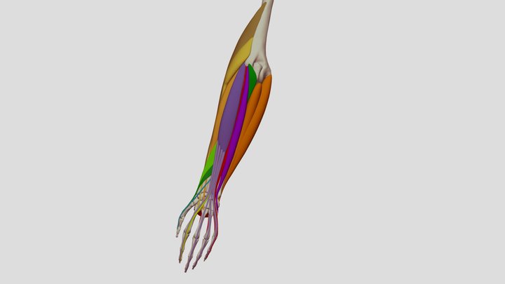 Forearm Muscles Massing Stage 3D Model
