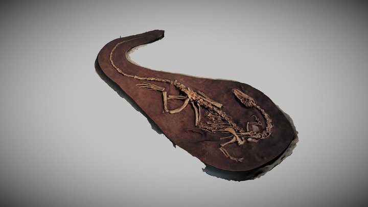 Coelophysis bauri – Gratis 3D-model STL
