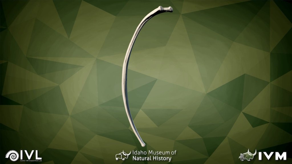 IMNH 47001 1543- Rib-13 Left