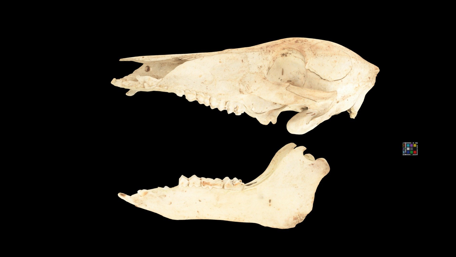 ニホンイノシシの頭骨　標本 CC0 ニホンイノシシ 骨格 Japanese Wild Boar Skelton - Download Free