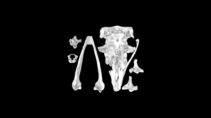 Moa skull (High resolution, 3D printer ready) – Modèle 3D gratuit STL