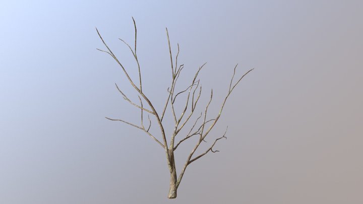 Dry Tree 3D Model