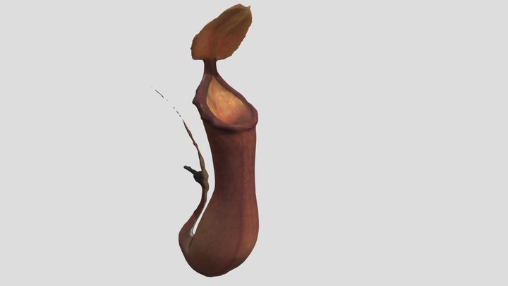 Pitcher 3D Model