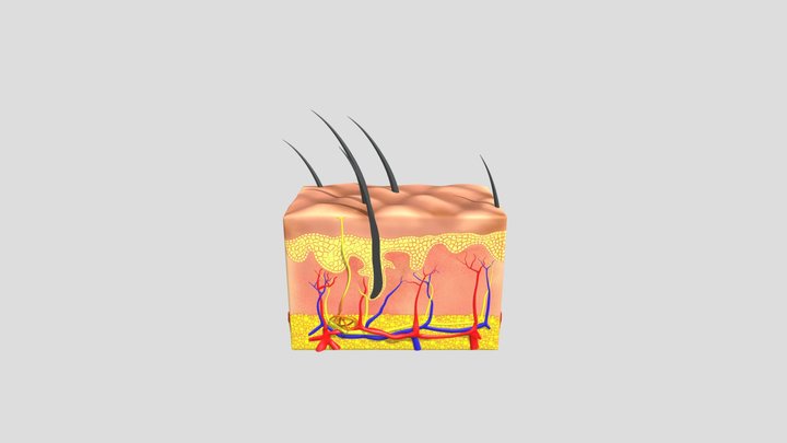 pancaindra (kulit) 3D Model