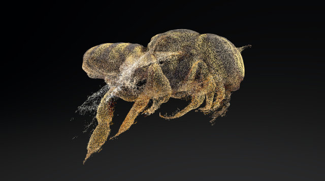 Anthidium forcipatum ♀ (Point Cloud) – Free 3D Model STL