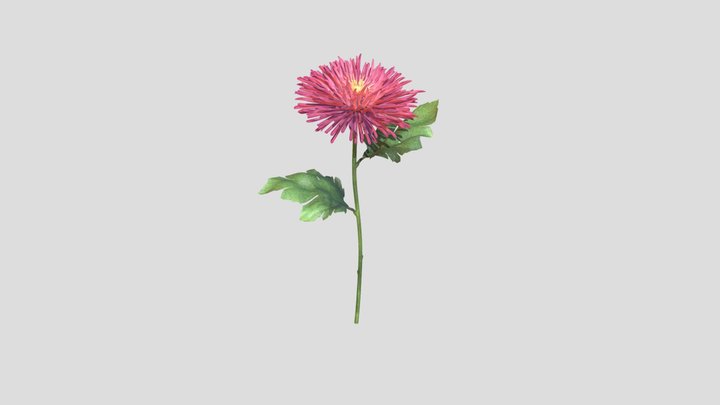 Spider Chrysanthemum Daisy _Pink 3D Model