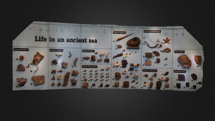 New York's Devonian Sealife – Gratis 3D-model STL