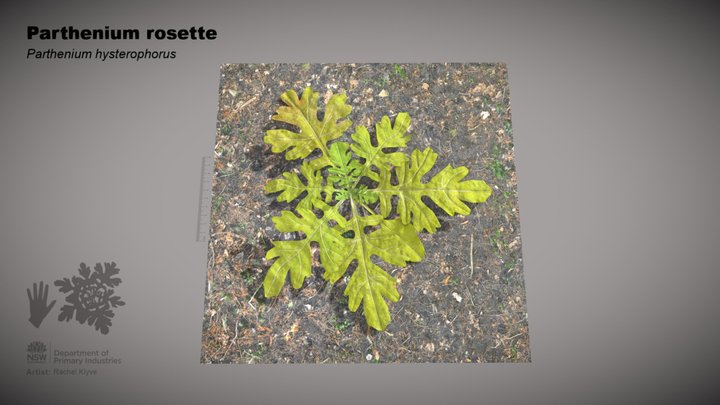 Parthenium rosette (Parthenium hysterophorus) 3D Model