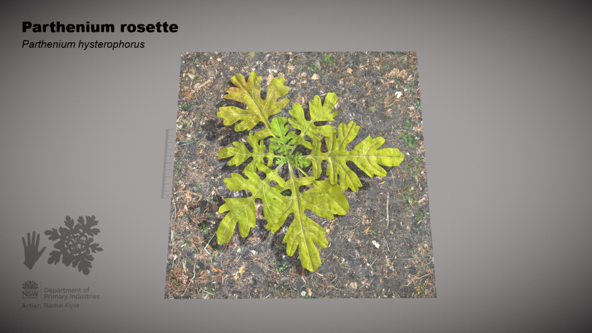 Parthenium rosette (Parthenium hysterophorus) - 3D model by NSW DPIRD ...