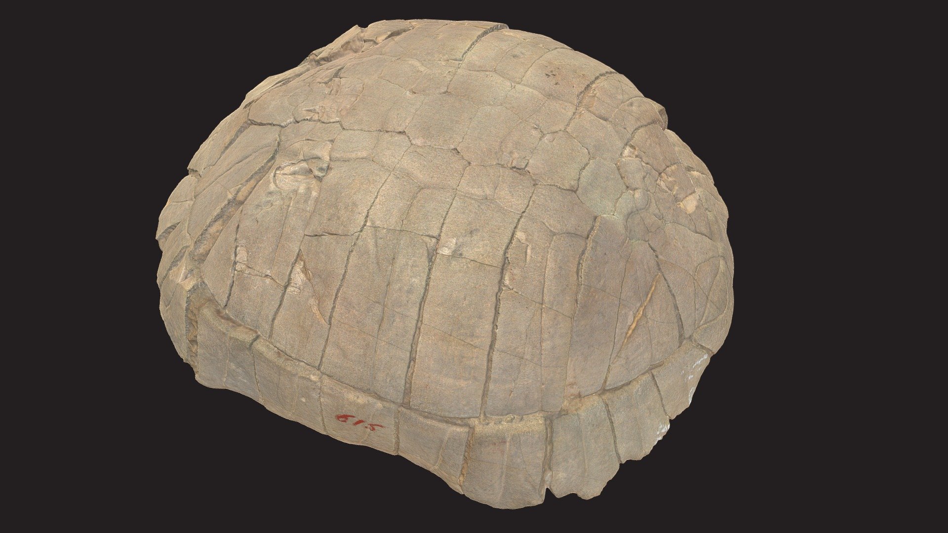 CMNH 10720, Stylemys nebrascensis (Leidy, 1851) - 3D model by Cleveland ...