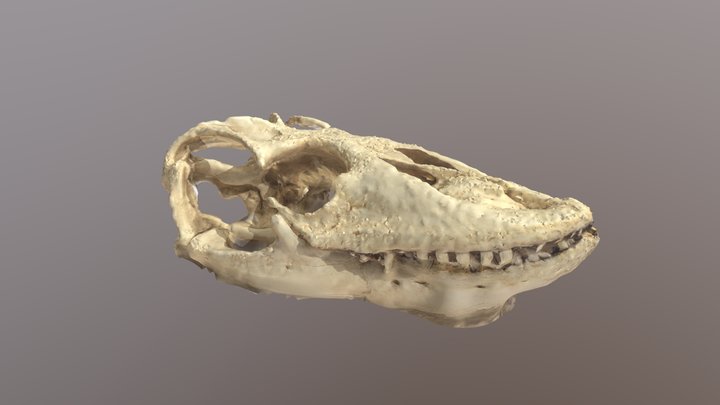 Komodo Dragon Skull cast 3D Model